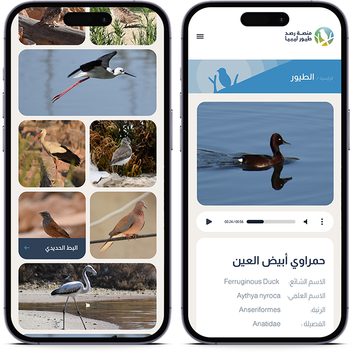 mobile birds